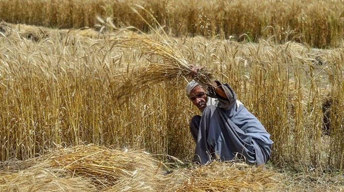 A farmer harvesting wheat in Punjab