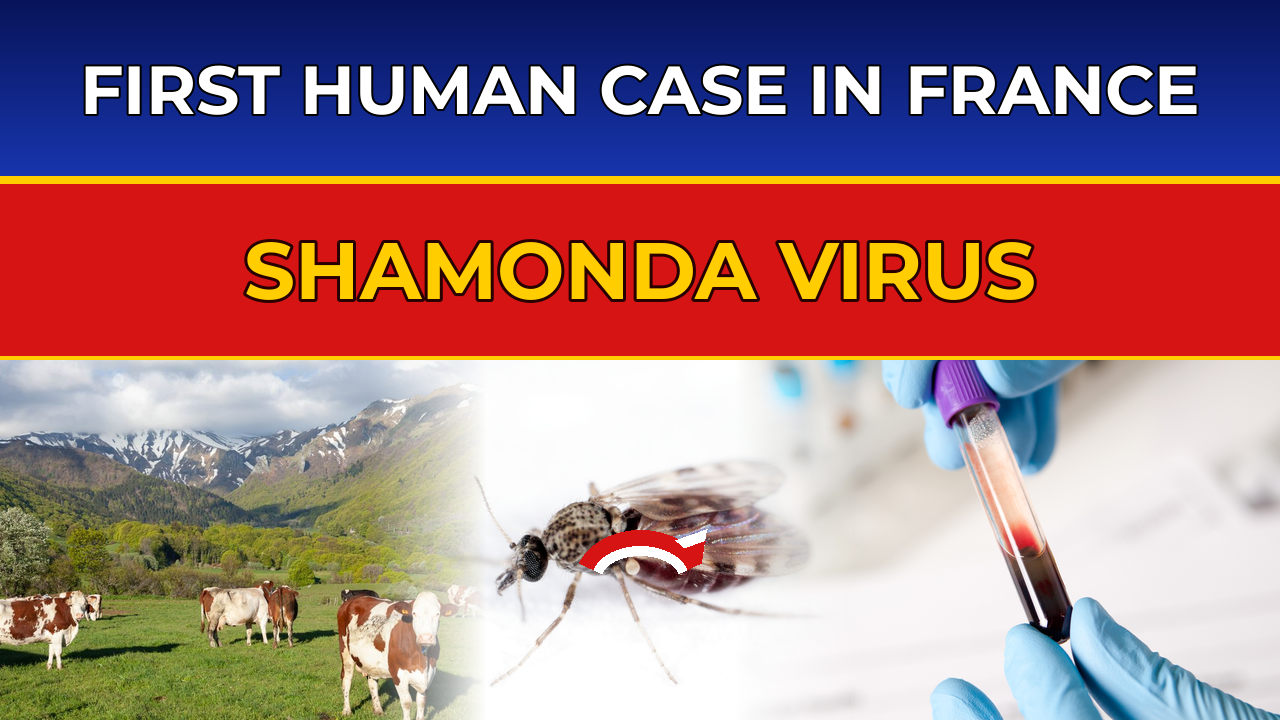 Shamonda Virus: First Human Case in France Explained 1 Shamonda Virus: First Human Case in France Explained